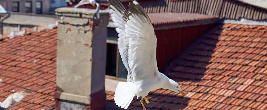 Residential Chimney Animal Removal Solution in Parkland, WA