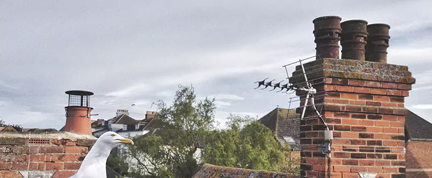 Chimney Cleaning And Restoration in Parkland, Washington